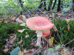 Fliegenpilz Siegsteig Etappe 7