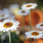 Blümchen Wandern