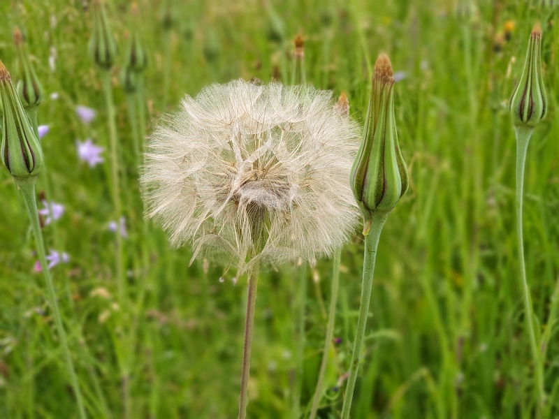 Pusteblume