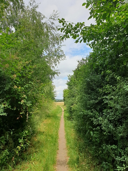 Vulkanpfad aus dem Wald heraus