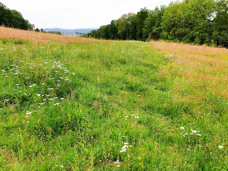 Siegsteig Etappe 13 von Alsdorf nach Kirchen