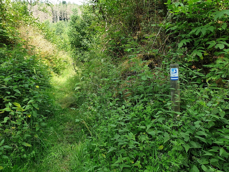 Siegsteig Etappe 13 von Alsdorf nach Kirchen